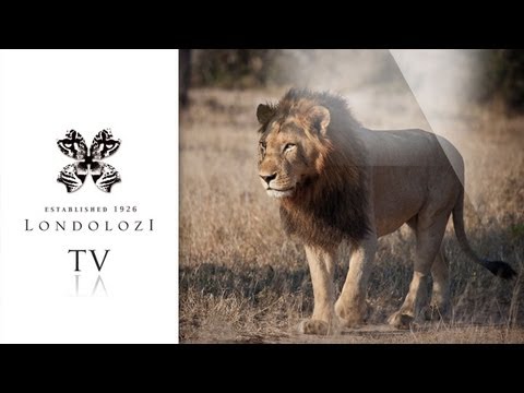 Tsalala Young Male Lion - Londolozi TV
