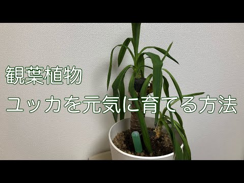 屋外ユッカのメンテナンス最高の庭の場所