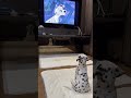 An Adorable Puppy Dalmatian Watching Disney S 101 Dalmatians Disney Dogs