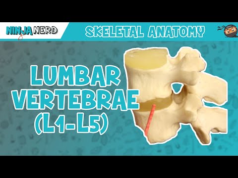 Lumbar Vertebrae (L1-L5) Anatomy