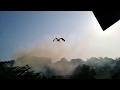 Rare Phoenix Bird in HUGE FIRE STORM at the National Park