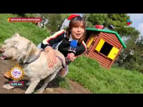 ¡Ana Alicia visitó el refugio de perritos San Gregorio! | Sale el Sol