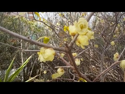 download lagu mp3 mp4 Chimonanthus Praecox Plant For Sale, download lagu Chimonanthus Praecox Plant For Sale gratis, unduh video klip Chimonanthus Praecox Plant For Sale