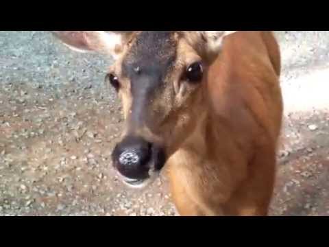 Oh, Deer! Android