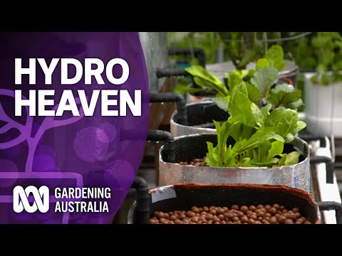 , title : 'How to create a hydroponic heaven | Wow to | Gardening Australia'