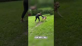 Wild Close Encounter: Dog Named Zeus vs. 3 Bears - Terrifying Showdown in Front Yard