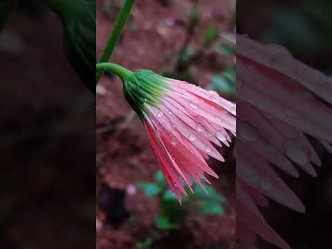 after🙈 before #nature #reels #viral #trending  #youtube 🥰🥰🥰🥰🥰💕😚😚#short #4k_status