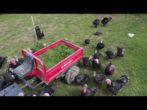 Curcani Bronzați Surducu Mic surduc lacul Surduc curcan curca