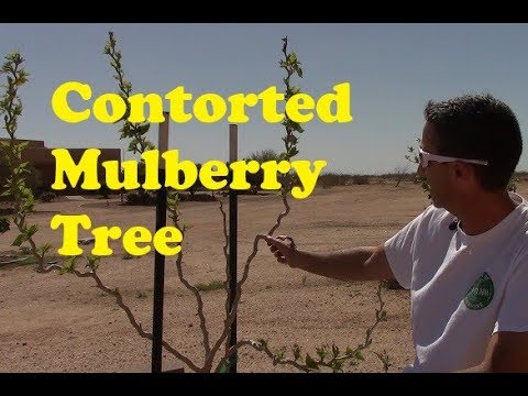 download lagu mp3 mp4 Contorted Mulberry Tree, download lagu Contorted Mulberry Tree gratis, unduh video klip Contorted Mulberry Tree