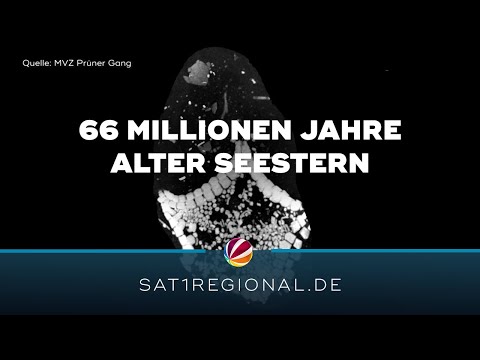 Hobby-Paläontologe entdeckt 66 Millionen Jahre alten Seestern