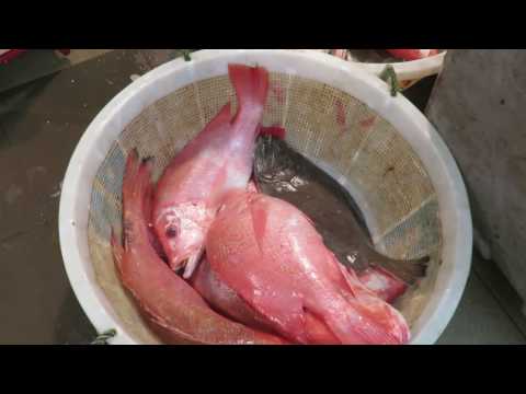 Bedok Wet Market // Singapore Traditional Market