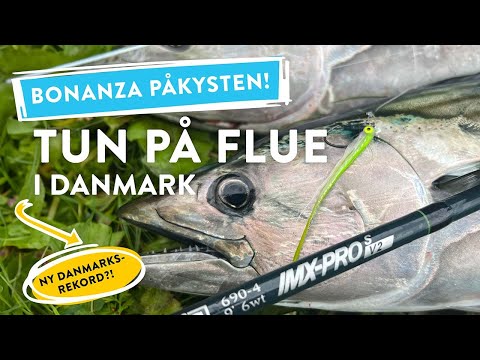 Tun på flue fra kysten i Danmark