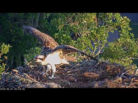 Savannah Osprey Chick Preens, Gives Wings a Workout – June 7, 2018