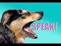 Easy, Dog Trick: How to Teach your Dog to Speak ...