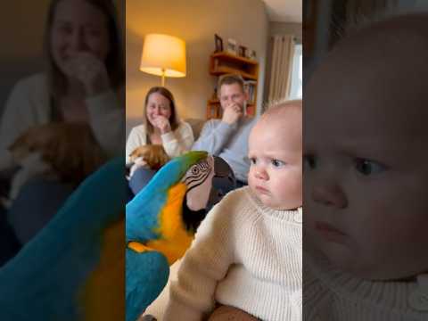 犬の真似をして赤ちゃんに文句を言うオウム。赤ちゃんはどうしていいか分からず固まってしまう。。。#parrot #baby #cute #funny #shorts #赤ちゃん #オウム