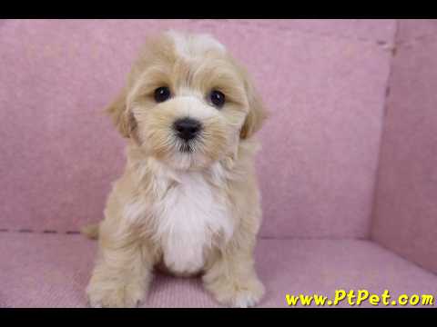 11/02馬爾泰迪母幼犬(新竹關西)