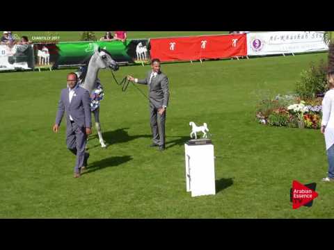 3RD PLACE N.65 UL ALONSO - Chantilly 2017 European BC - Colts Championship (Class 14)