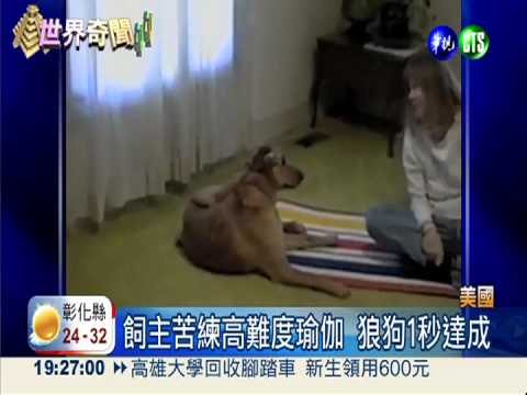 學主人練瑜伽 軟骨狗技高一籌!