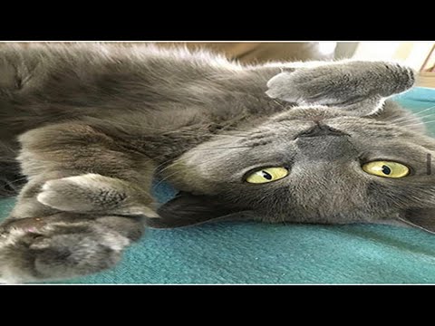 Chartreux cat: Things you need to know! #shorts