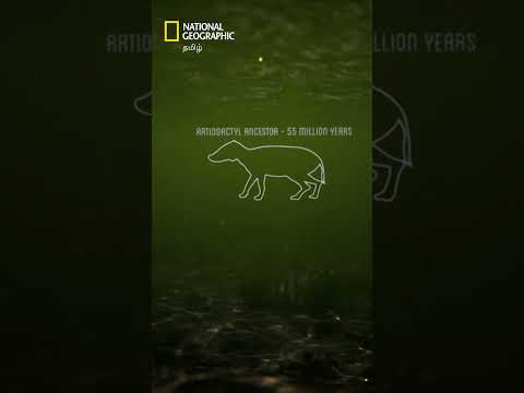 நீரிலும் நிலத்திலும் வாழ வேண்டிய விலங்குகள் இவை! 🐊 #natgeo #HippoVsCroc