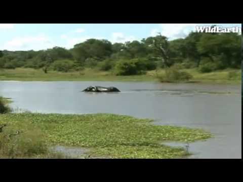 Safari Live Videos-Feb 5, 2011- Gowrie Dam On Djuma Game Reserve - Water Folks!