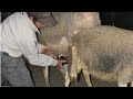 Semen Collection Sheep Sperm Collection Ramp Period Sheep Insemination Sheep Semen Collection