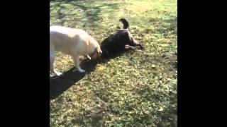 Dogs ridding yard of moles
