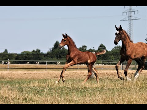 Hengstfohlen von Follow Him´s Schönweide - Belissimo M - Londonderry geboren am 15.Juni 2021