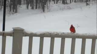 Copeland- I'm Safer on an Airplane