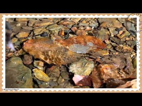 ER Meeskvartett - Sügisesed kirjad