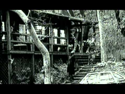 afbeelding Chameleon