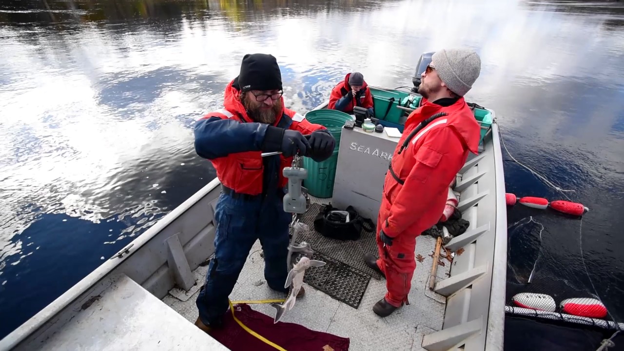 Forestry and environmental sciences at UMaine: Full Length version