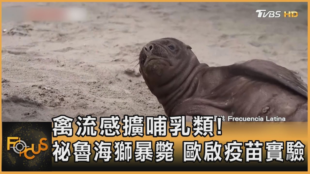 禽流感擴哺乳類！祕魯海獅暴斃　歐啟疫苗實驗