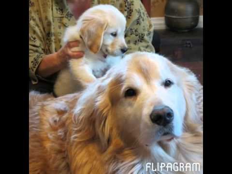 Sharyn Rose, Psychotherapist, Somerville, MA, Happy