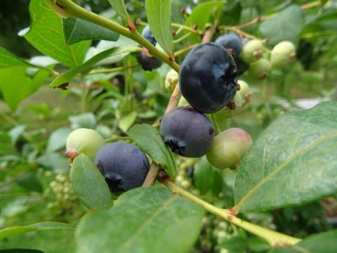 Blaubeeren und Cranberrys einfach genial anbauen und mächtig ernten