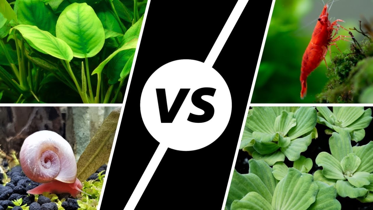 Planted Tank Wars - Which is Better? (ft. Irene and Lizzie)