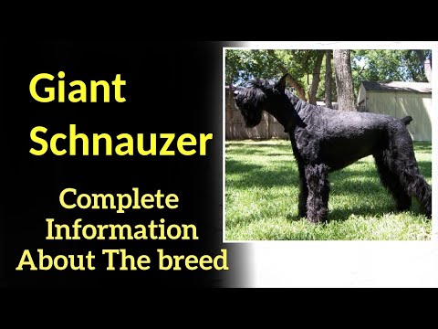 , title : 'Giant Schnauzer. Pros and Cons, Price, How to choose, Facts, Care, History'