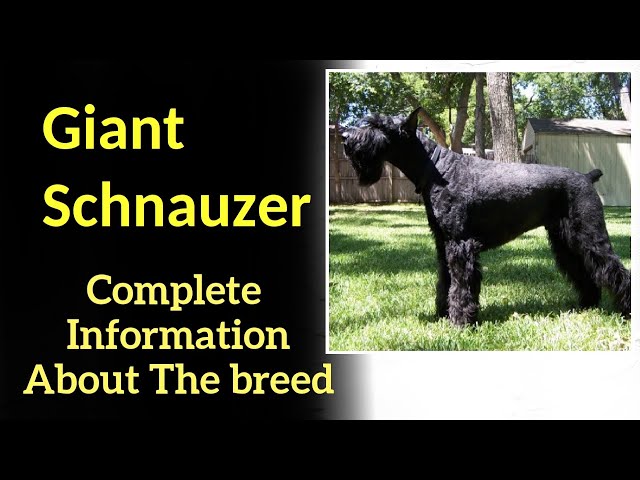 Pronúncia de vídeo de giant schnauzer em Inglês