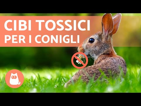 8 Cibi VIETATI ai CONIGLI 🐰❌🥑 Non darglieli!