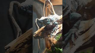 ツナギトゲオオイグアナ #ドラゴン動物園　#shorts