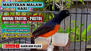 Download lagu SEKETIKA TROTOLAN NGEPLONG BUKA PARUH❗MASTERAN MURAI TROTOL dan PASTOL mp3