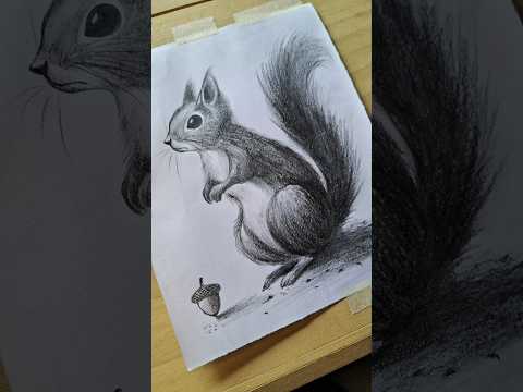 Realistic Squirrel Drawing Tutorial Drawing Art Shorts