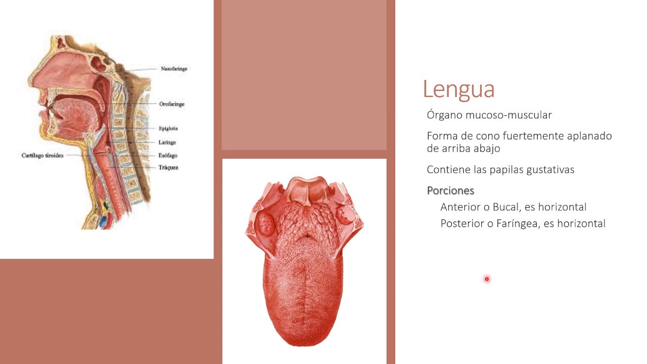 Anatomía del Aparato digestivo y órganos accesorios - Generalidades