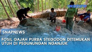 Download lagu HEBOH Detik-detik Fosil Gajah Purba Stegodon Ditemukan Utuh di Pegunungan Nganjuk mp3 Download lagu HEBOH Detik-detik Fosil Gajah Purba Stegodon Ditemukan Utuh di Pegunungan Nganjuk mp3