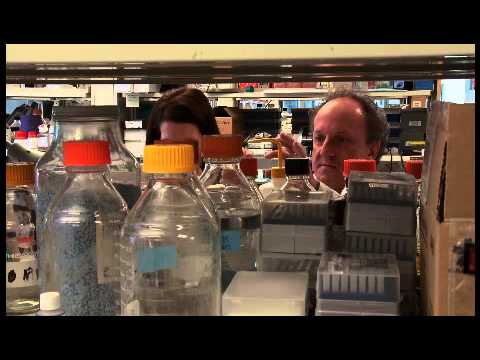 Pandolfi - RAI Italia