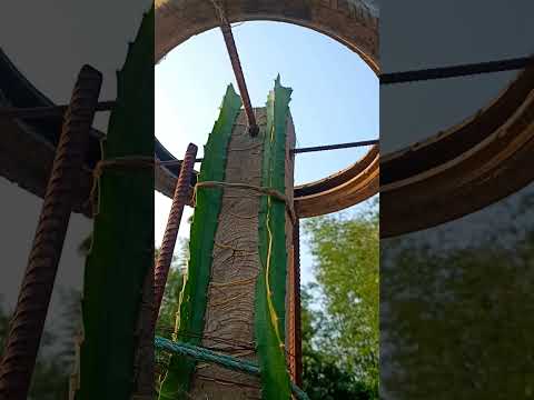 Dragon fruit | Dragon Plant on terrace #youtubeshorts  #shorts