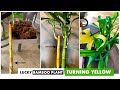 5 Reasons why your Lucky bamboo plant leaves TURNING YELLOW | Money Feng shui