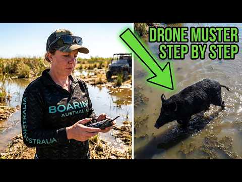 How to drone muster pigs. The last paradise series