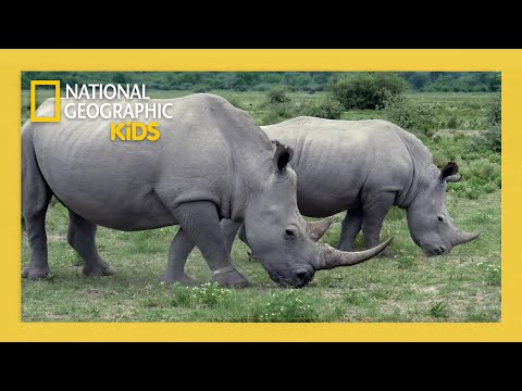 Super Animals Full Episode 💥 |  Massive Marvels 🦏 | @natgeokids