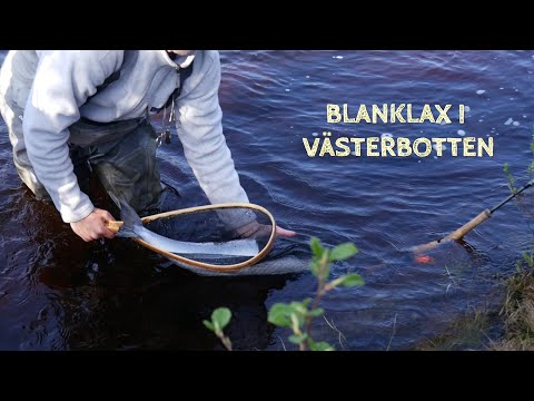 salmon fishing in Sweden | Blanklax i Västerbotten 2020